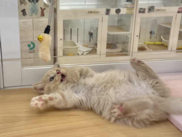 ミヌエット