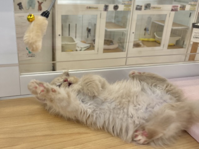 ミヌエット