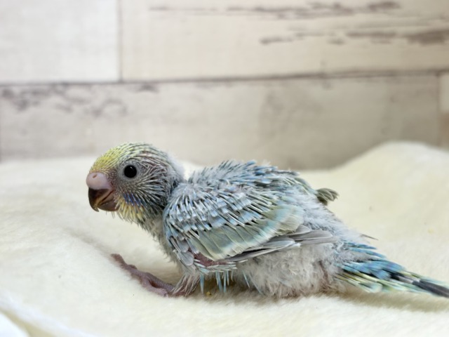 ひと足お先に常夏デビュー🐣🌺⛱セキセイインコ(パステルレインボー) ヒナ セキセイインコ