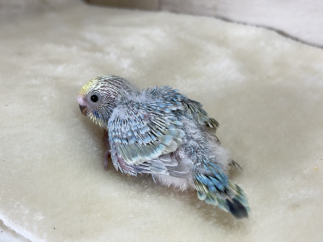 ひと足お先に常夏デビュー🐣🌺⛱セキセイインコ(パステルレインボー) ヒナ セキセイインコ