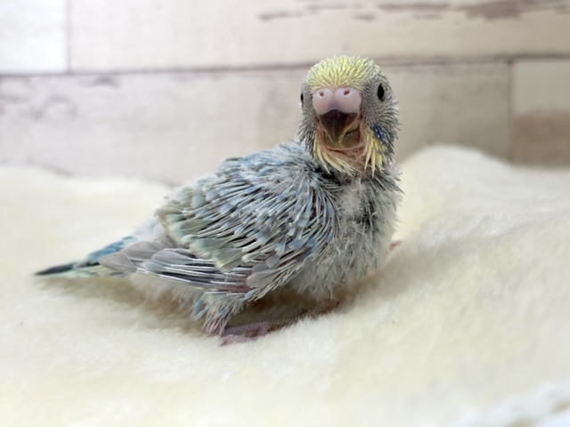 ひと足お先に常夏デビュー🐣🌺⛱セキセイインコ(パステルレインボー) ヒナ セキセイインコ