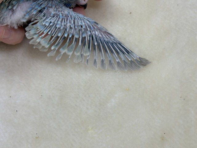 ひと足お先に常夏デビュー🐣🌺⛱セキセイインコ(パステルレインボー) ヒナ セキセイインコ