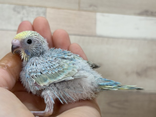 ひと足お先に常夏デビュー🐣🌺⛱セキセイインコ(パステルレインボー) ヒナ セキセイインコ
