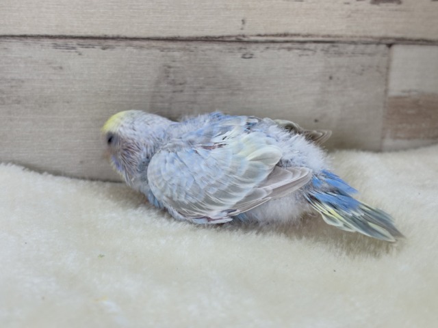 【最新画像更新🪄】透明感たっぷり🫧淡々パステルちゃん🐣🩵セキセイインコ(パステルレインボー) ヒナ セキセイインコ