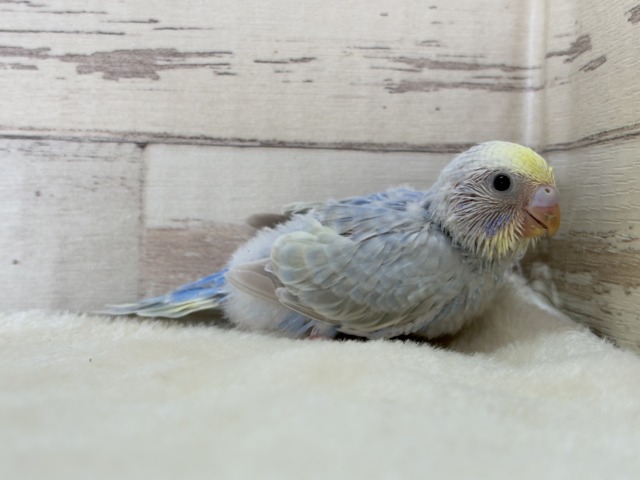 【最新画像更新🪄】透明感たっぷり🫧淡々パステルちゃん🐣🩵セキセイインコ(パステルレインボー) ヒナ セキセイインコ