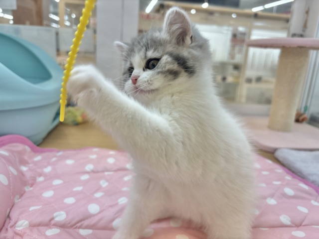フォールデックス