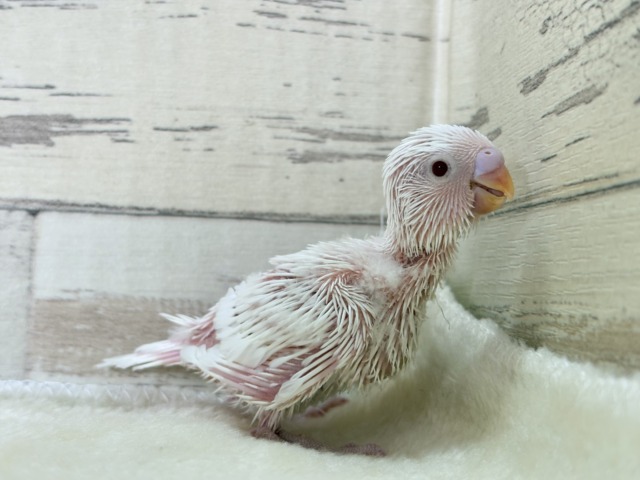 未来は純白天使ちゃん🐣🤍セキセイインコ(アルビノ) ヒナ セキセイインコ