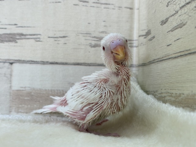 未来は純白天使ちゃん🐣🤍セキセイインコ(アルビノ) ヒナ セキセイインコ