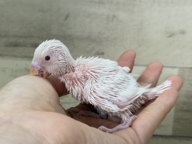 未来は純白天使ちゃん🐣🤍セキセイインコ(アルビノ) ヒナ セキセイインコ