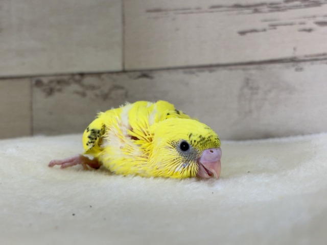 【最新画像更新🪄】おめめきらきら♡ミツバチちゃん🐝𓂃𓈒𓏸︎︎︎︎セキセイインコ(黄色ハルクイン) ヒナ セキセイインコ