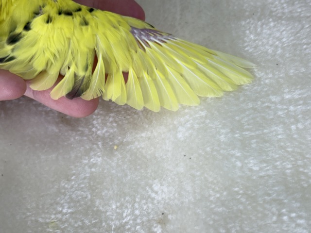 【最新画像更新🪄】おめめきらきら♡ミツバチちゃん🐝𓂃𓈒𓏸︎︎︎︎セキセイインコ(黄色ハルクイン) ヒナ セキセイインコ
