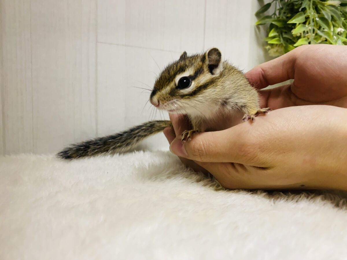 シマリス（ノーマル）