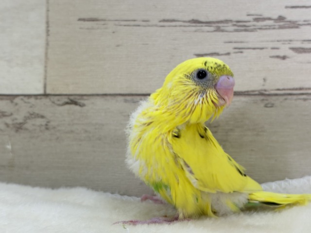 セキセイインコ