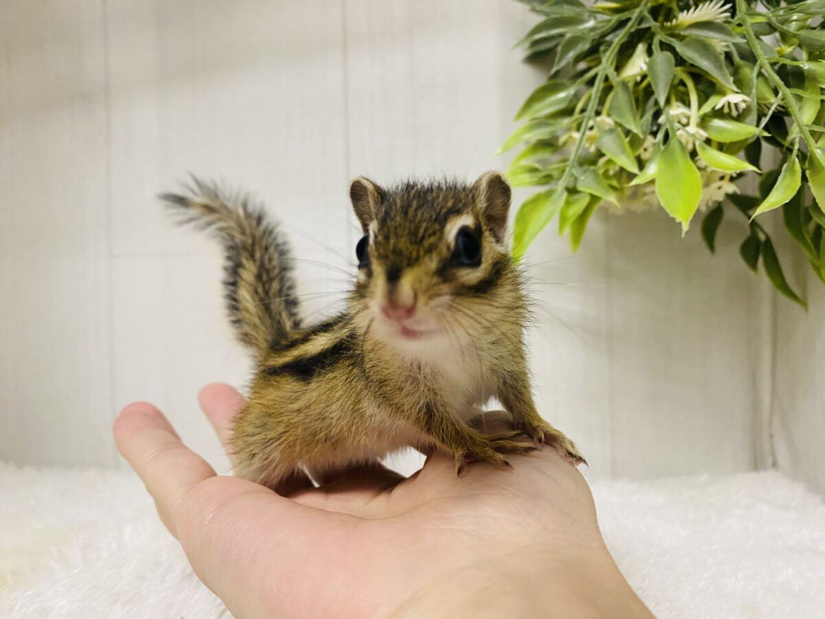 シマリス（ノーマル）