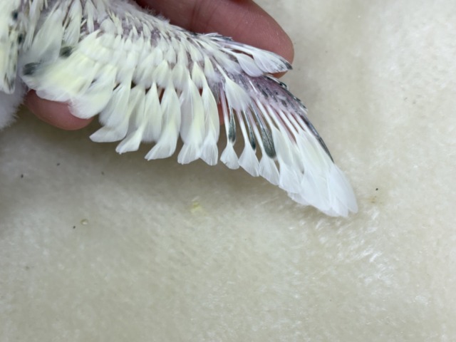 【最新画像更新🪄】ふんわり優しいクリームちゃん🐣🧁💖セキセイインコ(四色ハルクイン) ヒナ セキセイインコ