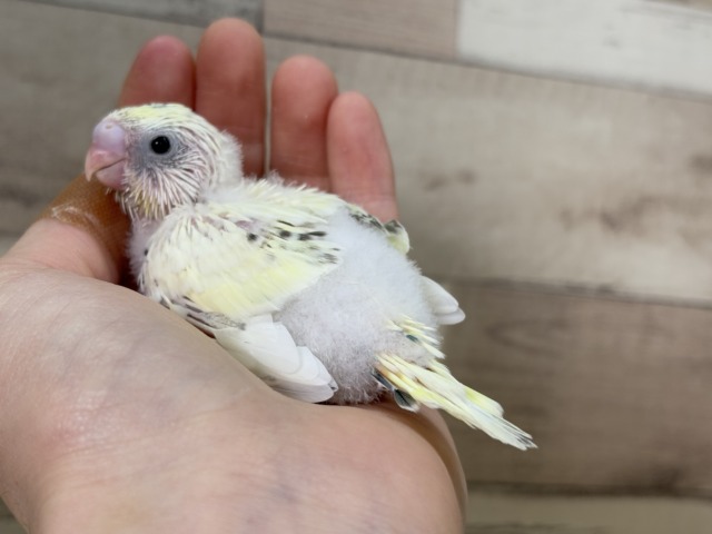 【最新画像更新🪄】ふんわり優しいクリームちゃん🐣🧁💖セキセイインコ(四色ハルクイン) ヒナ セキセイインコ