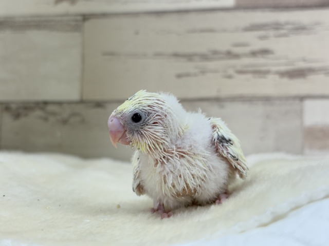 【最新画像更新🪄】ふんわり優しいクリームちゃん🐣🧁💖セキセイインコ(四色ハルクイン) ヒナ セキセイインコ