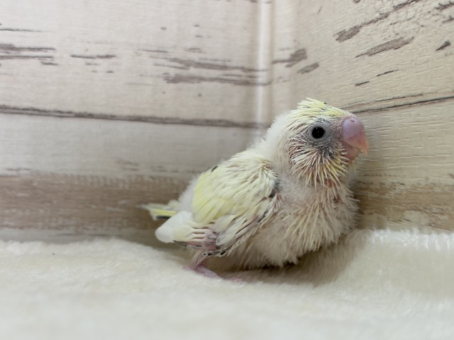 【最新画像更新🪄】ふんわり優しいクリームちゃん🐣🧁💖セキセイインコ(四色ハルクイン) ヒナ セキセイインコ