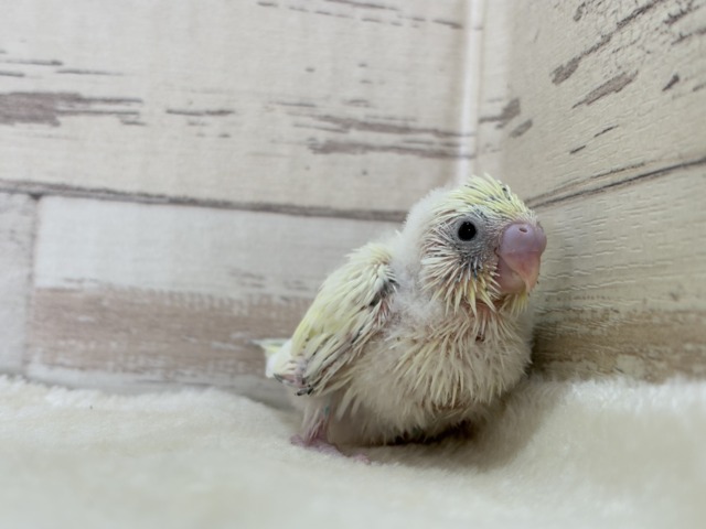 【最新画像更新🪄】ふんわり優しいクリームちゃん🐣🧁💖セキセイインコ(四色ハルクイン) ヒナ セキセイインコ