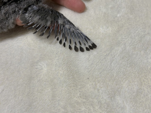 落ち着きカラーの魅力溢れる🐣🩶コザクラインコ(モーブ) ヒナ コザクラインコ(小桜インコ)