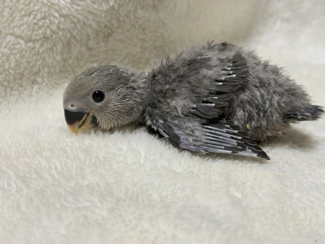 落ち着きカラーの魅力溢れる🐣🩶コザクラインコ(モーブ) ヒナ コザクラインコ(小桜インコ)