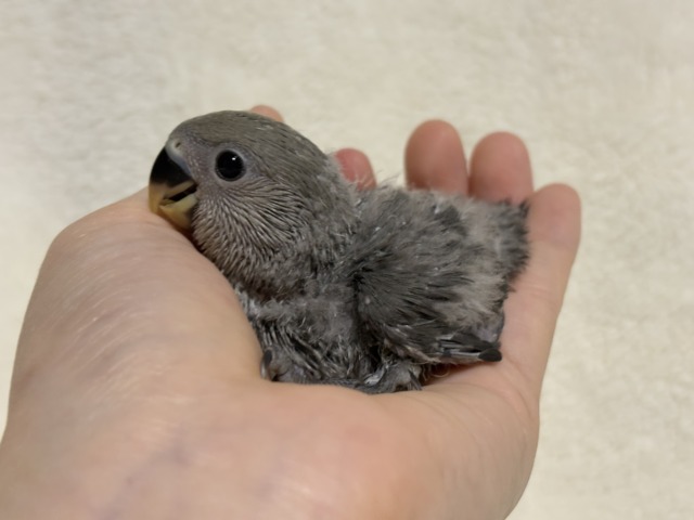 落ち着きカラーの魅力溢れる🐣🩶コザクラインコ(モーブ) ヒナ コザクラインコ(小桜インコ)