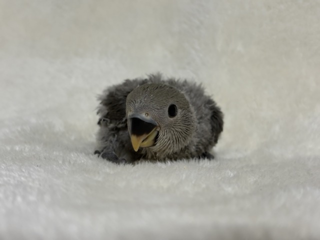 落ち着きカラーの魅力溢れる🐣🩶コザクラインコ(モーブ) ヒナ コザクラインコ(小桜インコ)