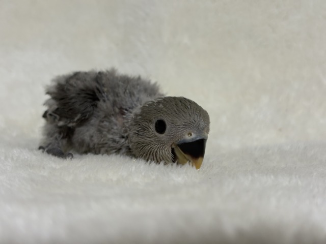 落ち着きカラーの魅力溢れる🐣🩶コザクラインコ(モーブ) ヒナ コザクラインコ(小桜インコ)
