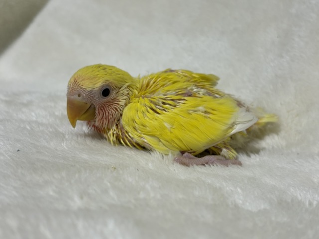 【最新画像更新🪄】サンサン輝く太陽さん🐣☀️コザクラインコ(ルチノー) ヒナ コザクラインコ(小桜インコ)