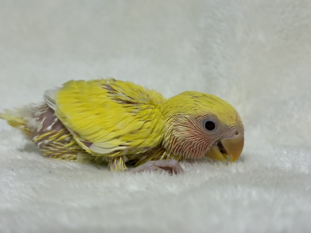 【最新画像更新🪄】サンサン輝く太陽さん🐣☀️コザクラインコ(ルチノー) ヒナ コザクラインコ(小桜インコ)