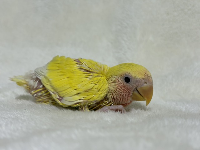 【最新画像更新🪄】サンサン輝く太陽さん🐣☀️コザクラインコ(ルチノー) ヒナ コザクラインコ(小桜インコ)