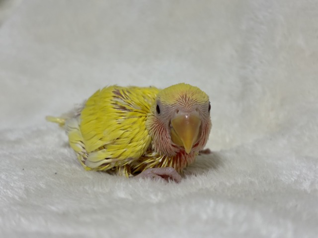 【最新画像更新🪄】サンサン輝く太陽さん🐣☀️コザクラインコ(ルチノー) ヒナ コザクラインコ(小桜インコ)