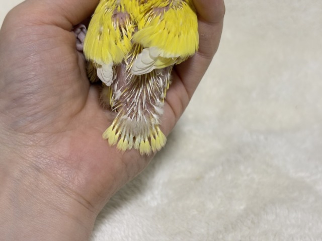 【最新画像更新🪄】サンサン輝く太陽さん🐣☀️コザクラインコ(ルチノー) ヒナ コザクラインコ(小桜インコ)