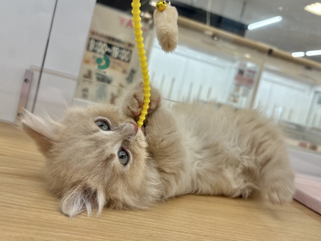 コミカルな動きに魅了〜♥ミヌエットくん! ミヌエット