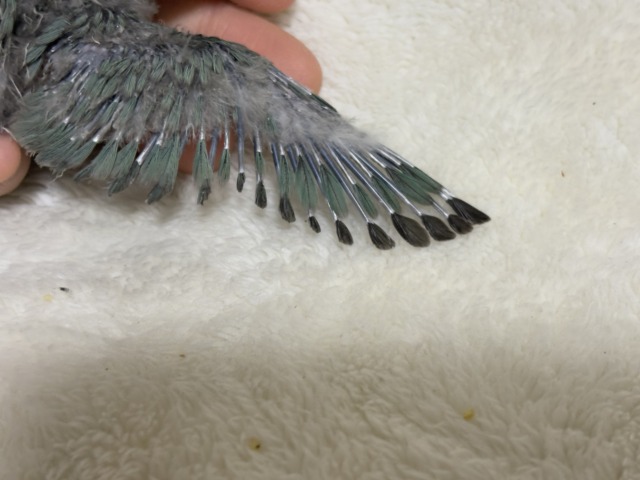 【最新画像更新🪄】わた毛卒業まで見守っててね♡コザクラインコ(ブルーチェリー) ヒナ コザクラインコ(小桜インコ)