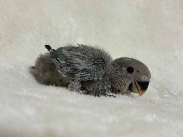 【最新画像更新🪄】わた毛卒業まで見守っててね♡コザクラインコ(ブルーチェリー) ヒナ コザクラインコ(小桜インコ)