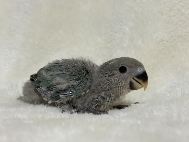 【最新画像更新🪄】わた毛卒業まで見守っててね♡コザクラインコ(ブルーチェリー) ヒナ コザクラインコ(小桜インコ)