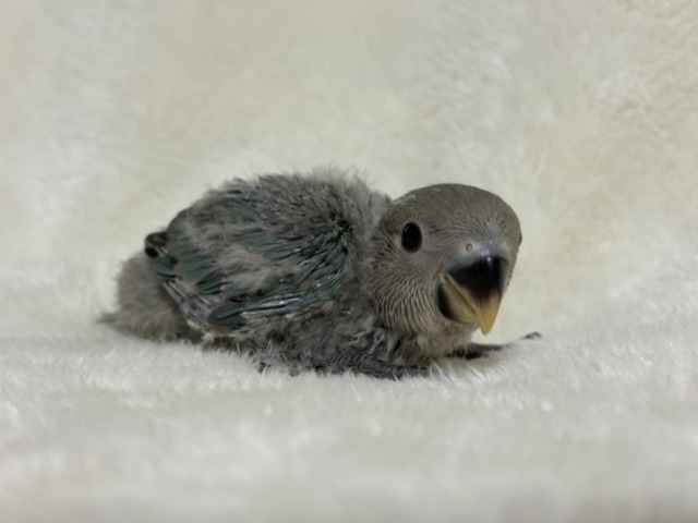 【最新画像更新🪄】わた毛卒業まで見守っててね♡コザクラインコ(ブルーチェリー) ヒナ コザクラインコ(小桜インコ)