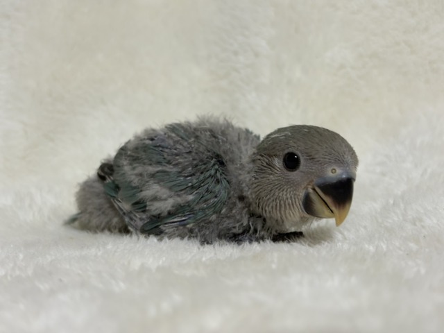 【最新画像更新🪄】わた毛卒業まで見守っててね♡コザクラインコ(ブルーチェリー) ヒナ コザクラインコ(小桜インコ)