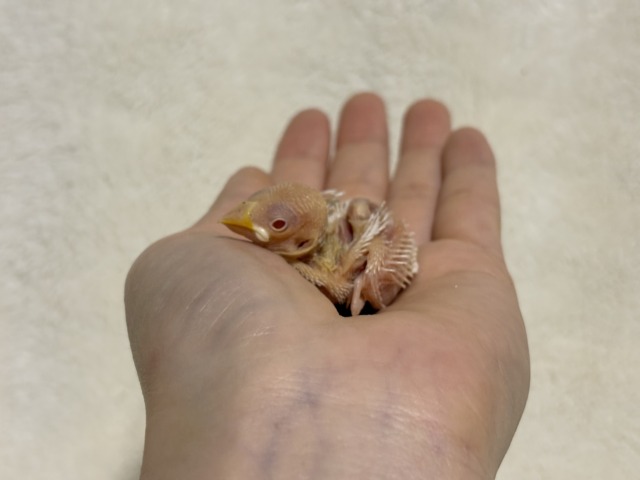 【最新画像更新🪄】透明感が溢れ出る〜🐣🤍アルビノ文鳥 ヒナ アルビノ文鳥