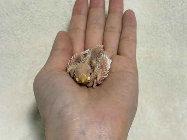 【最新画像更新🪄】透明感が溢れ出る〜🐣🤍アルビノ文鳥 ヒナ アルビノ文鳥