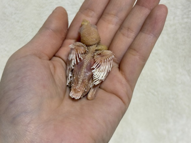 【最新画像更新🪄】透明感が溢れ出る〜🐣🤍アルビノ文鳥 ヒナ アルビノ文鳥