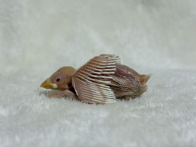 【最新画像更新🪄】透明感が溢れ出る〜🐣🤍アルビノ文鳥 ヒナ アルビノ文鳥