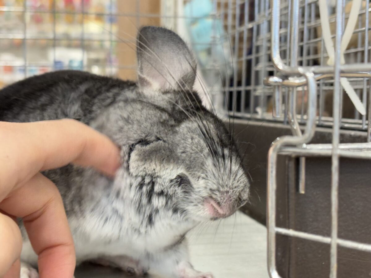 チンチラ