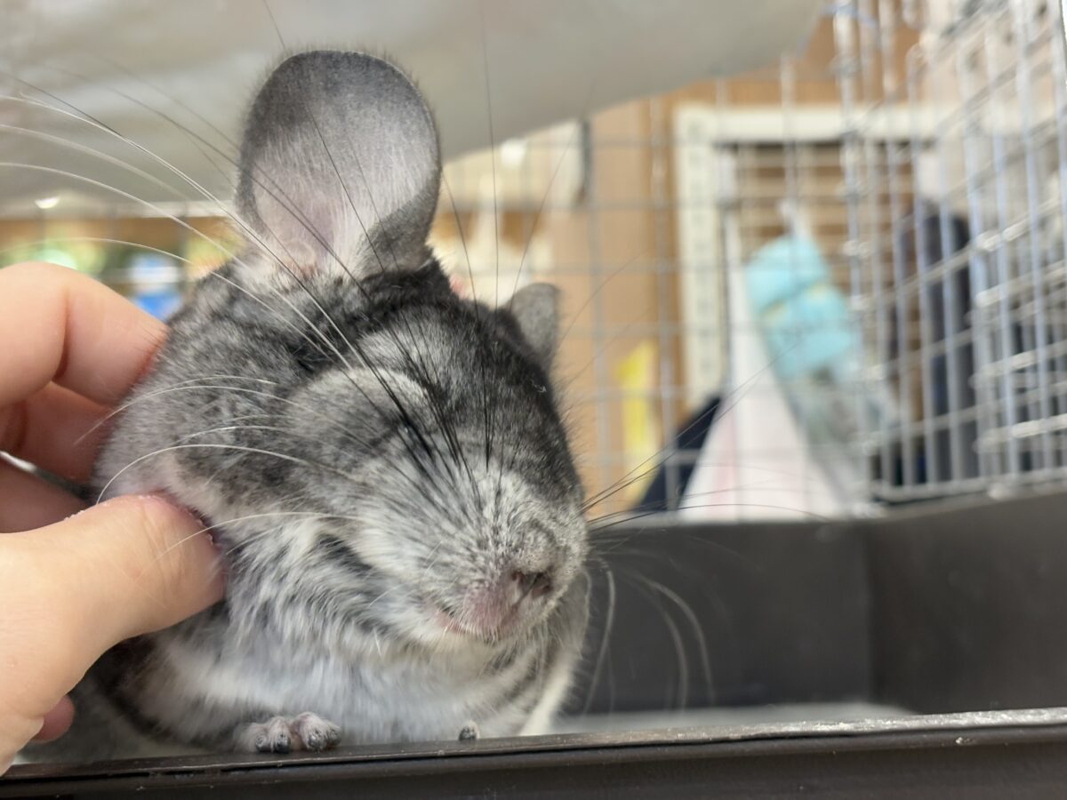 チンチラ