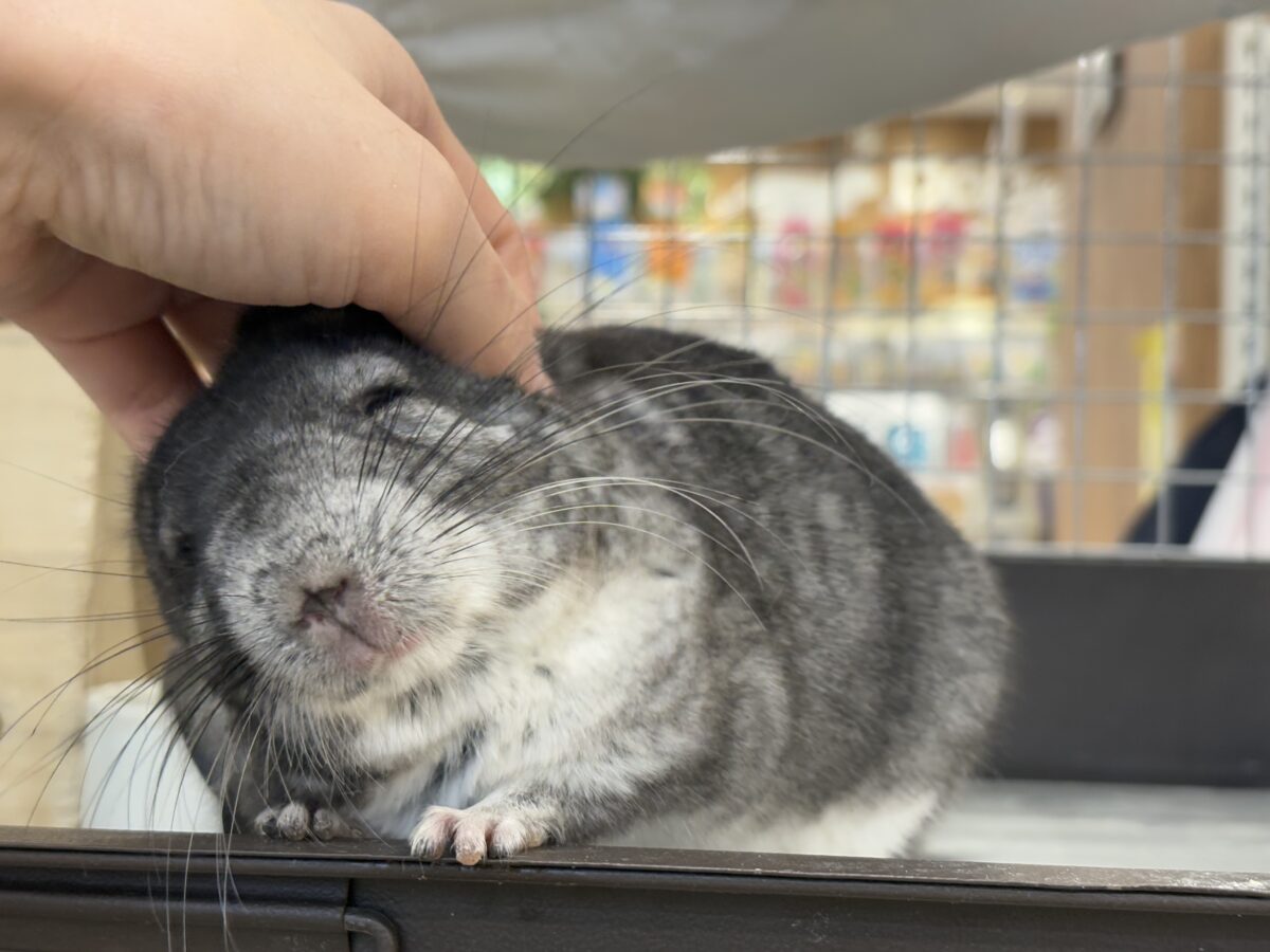 チンチラ