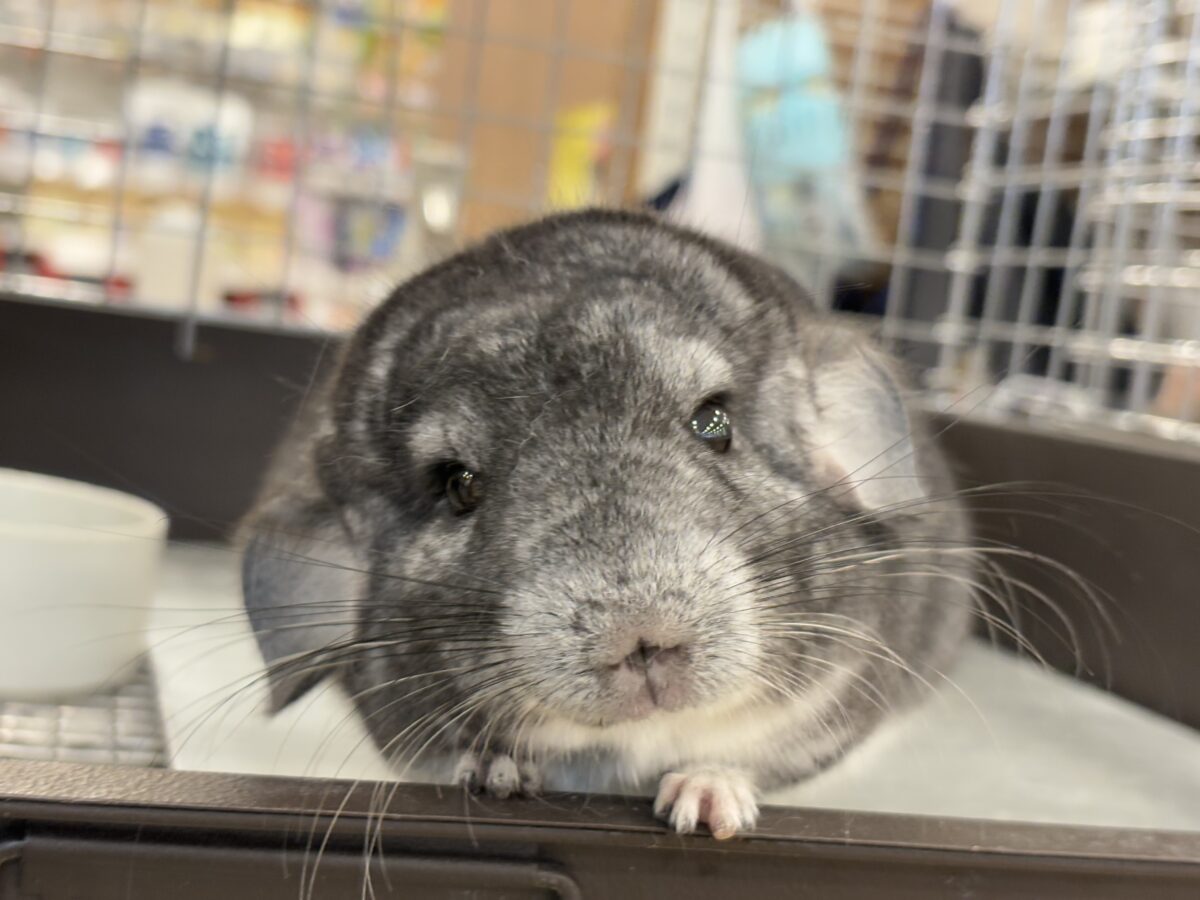 チンチラ