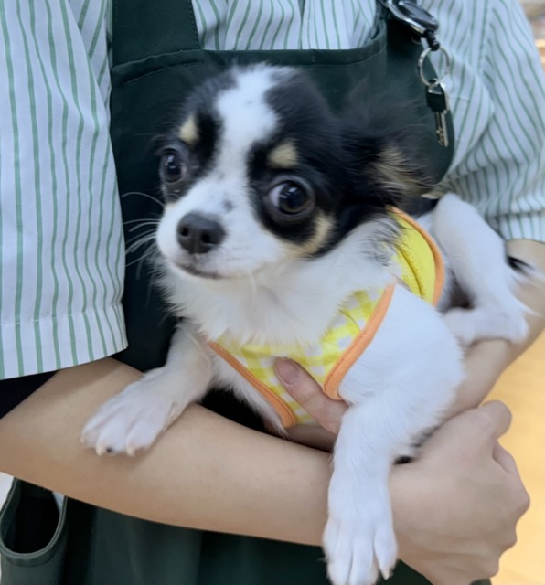 チワワ