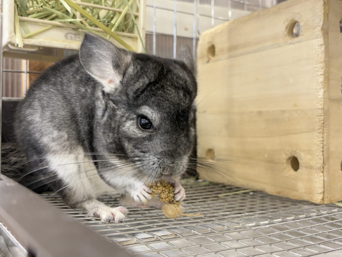 チンチラ