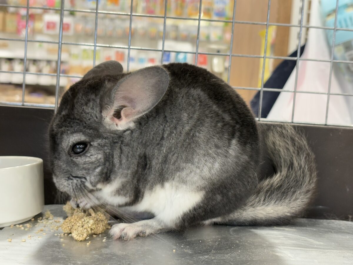 チンチラ